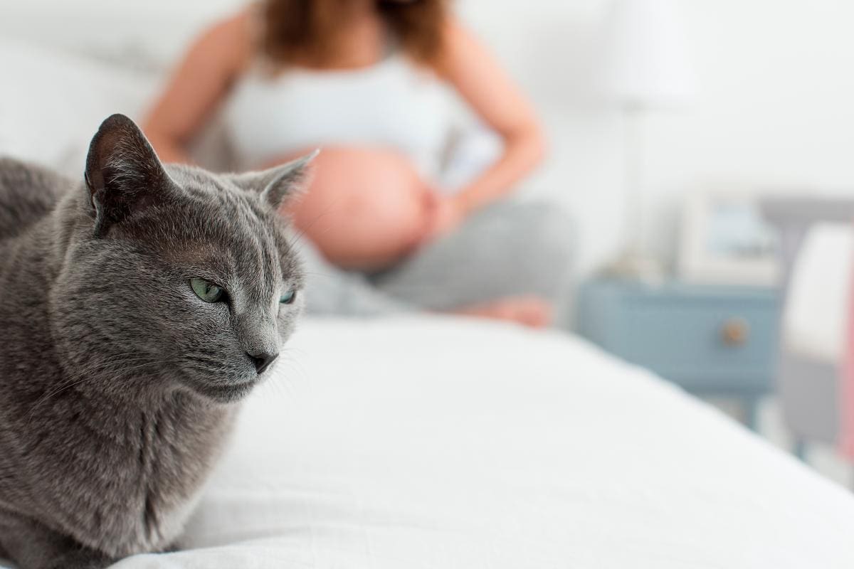 Toxoplasmosis, el mayor enemigo no es el gato