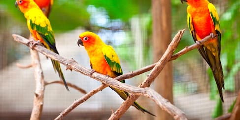 Entrada gratis al Aviario Nacional de Colombia por el Día del Niño