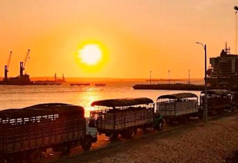 Colombia busca nuevos mercados para ganado en pie, tres opciones