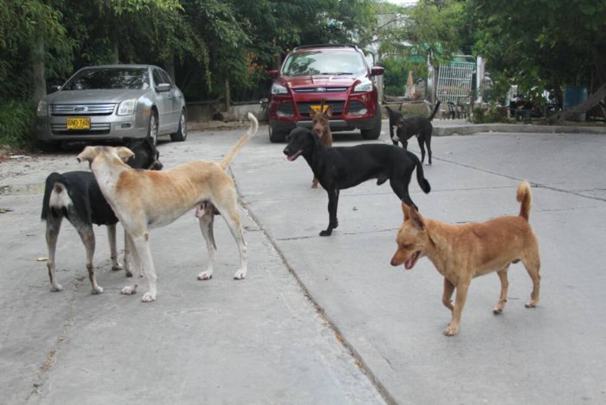400 animales, entre gatos y perros, es la capacidad de albergue del centro de atención Oscar Díaz