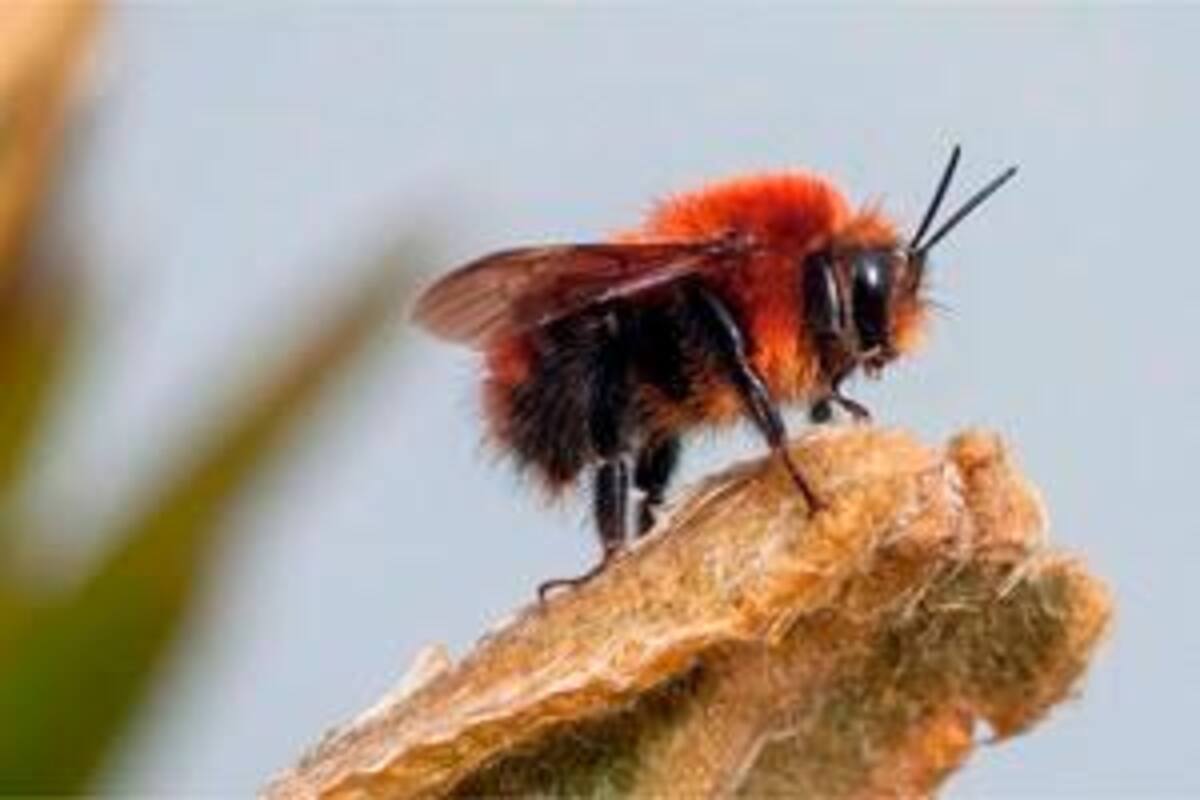 La amenaza mundial contra las abejas es real