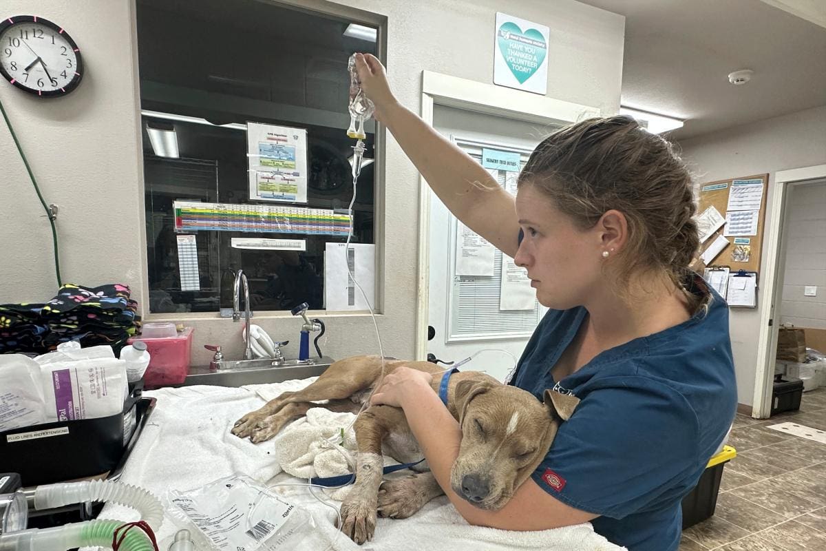 Perros, gatos y demás mascotas también escapan de los incendios en Hawái