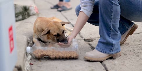 ¿Qué pasa con las mascotas tras los deslizamientos de tierra en Piojó?