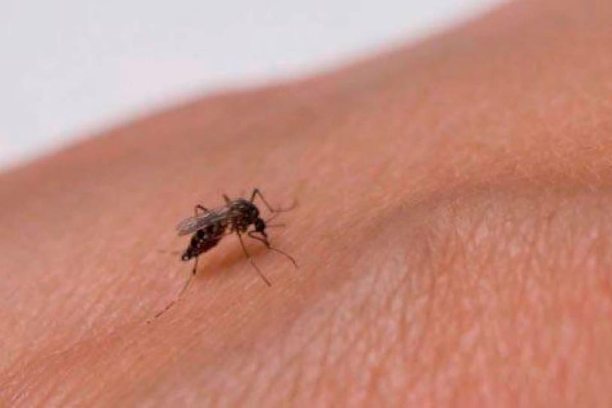 Cartagena, la ciudad del país con más casos de dengue