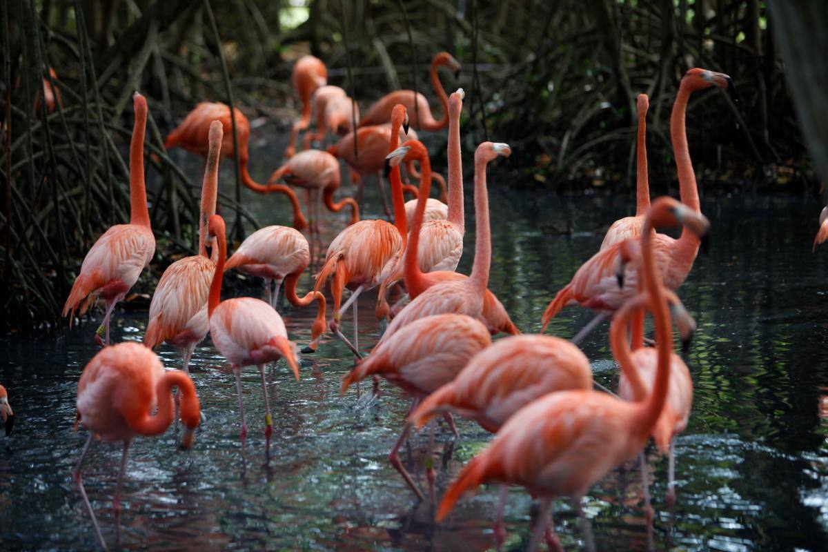 Búhos reales: nueva exhibición del Aviario