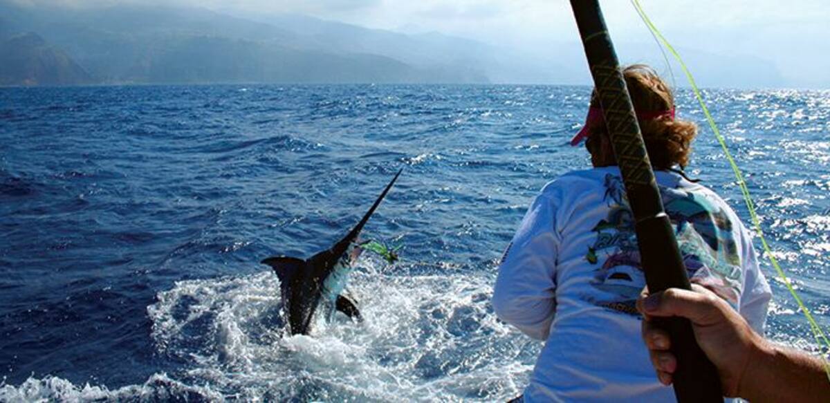 El marlin será la pieza más codiciada por los pescadores en el Torneo Internacional de Pesca Cartagena de Indias. ARCHIVO