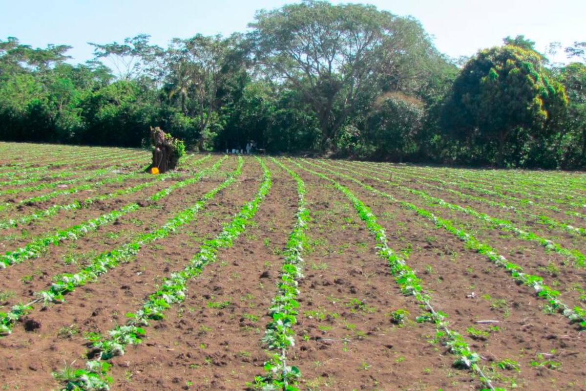 Comenzó reforma agraria: Con 681 mil hectáreas en 19 departamentos
