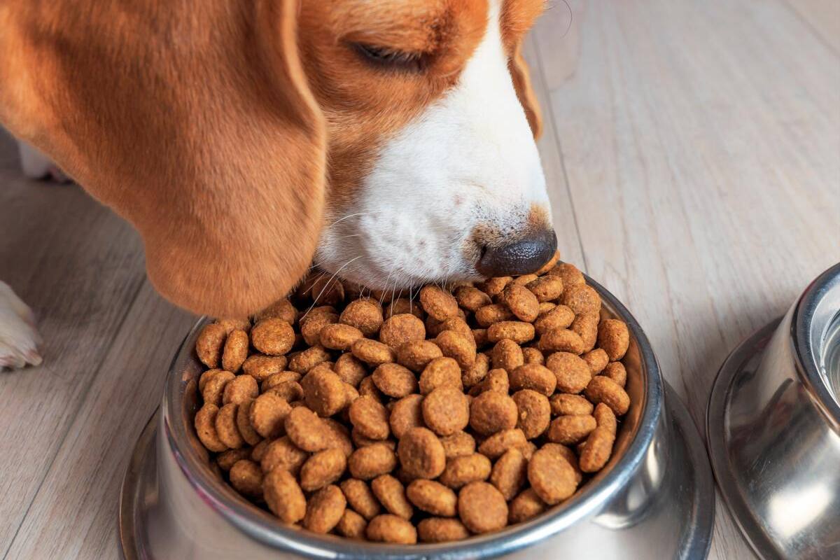 4 beneficios de la fibra en el alimento concentrado de tu mascota