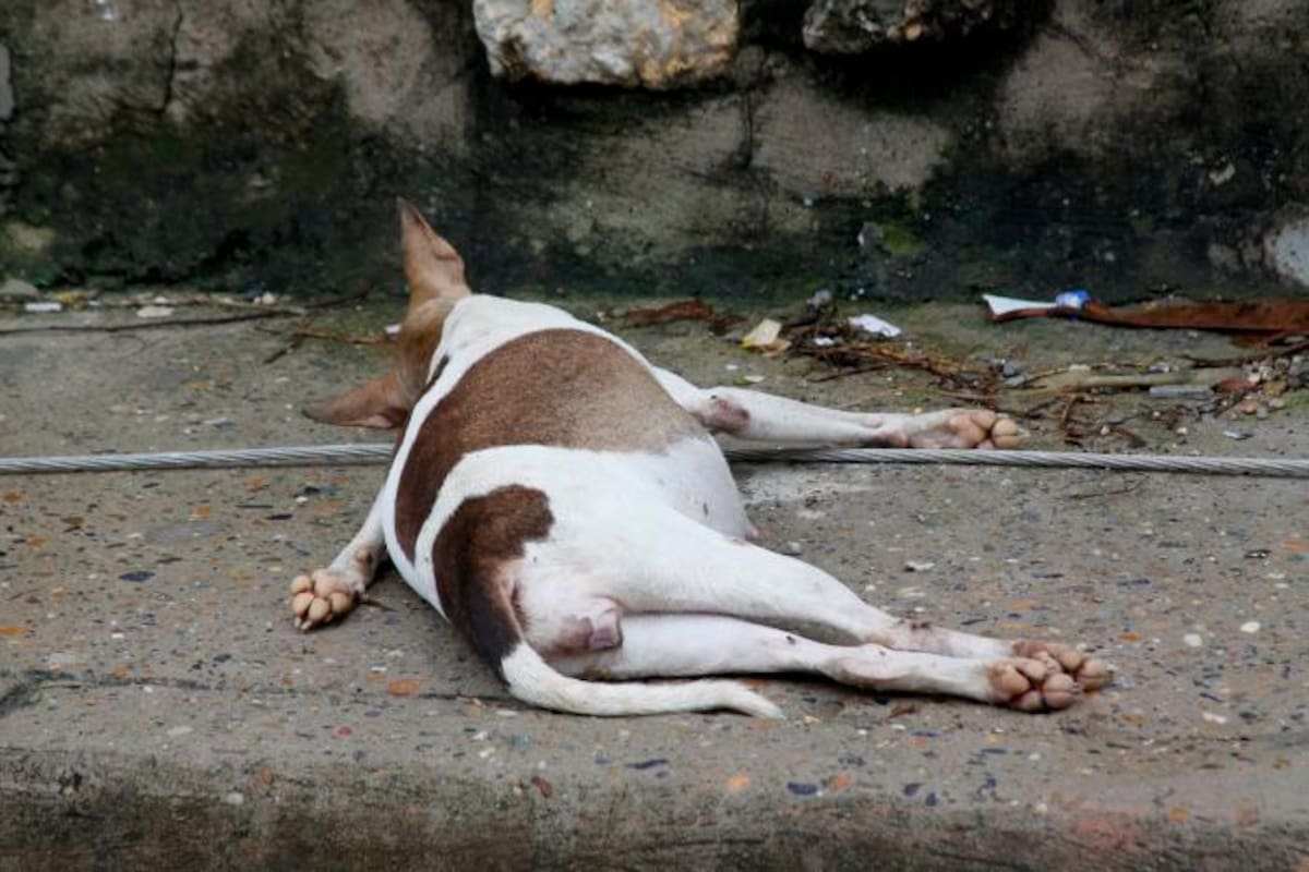 Hombre decapita a perro de mujer con la que compartía casa