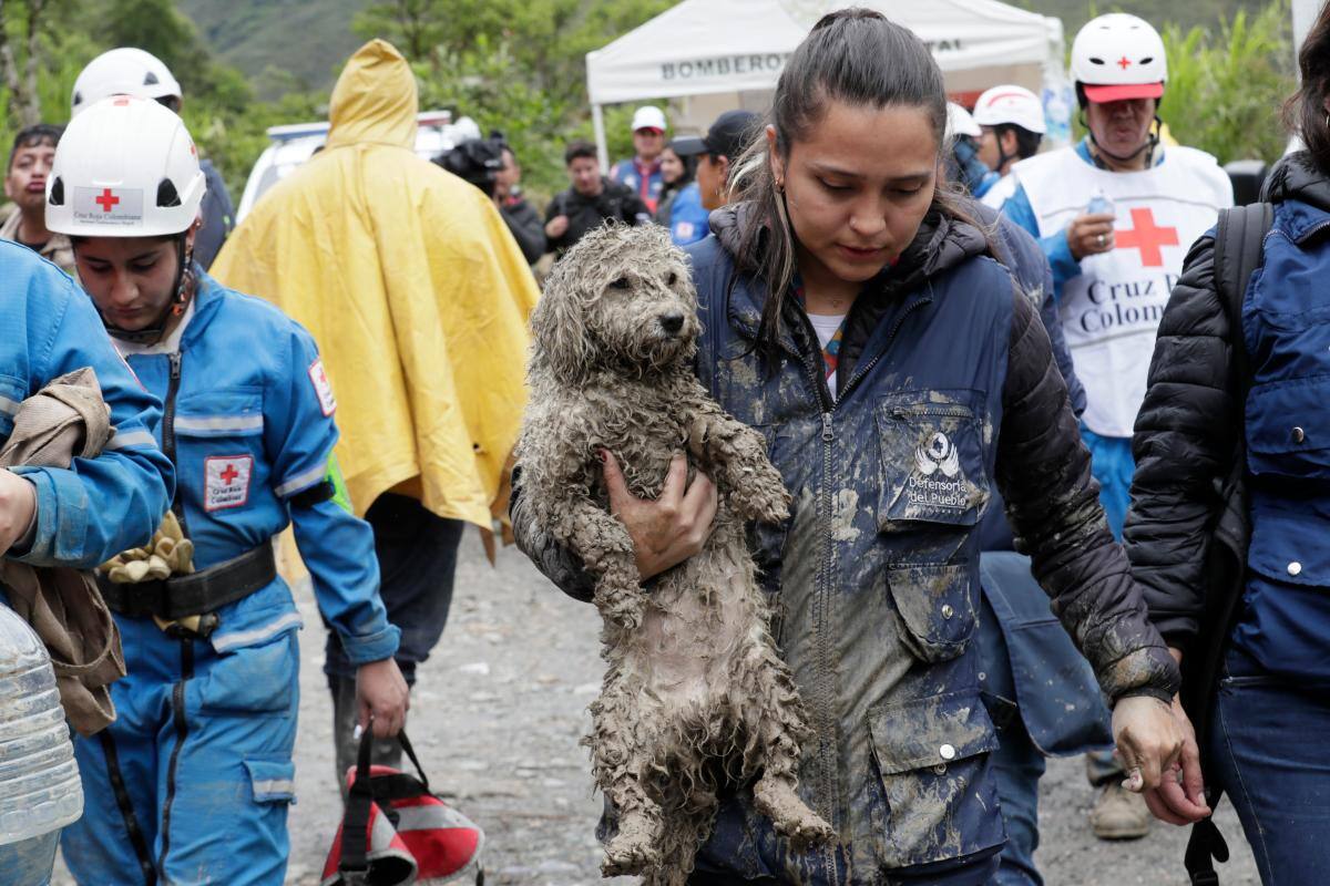 La historia del perrito que sobrevivió a la tragedia de Quetame