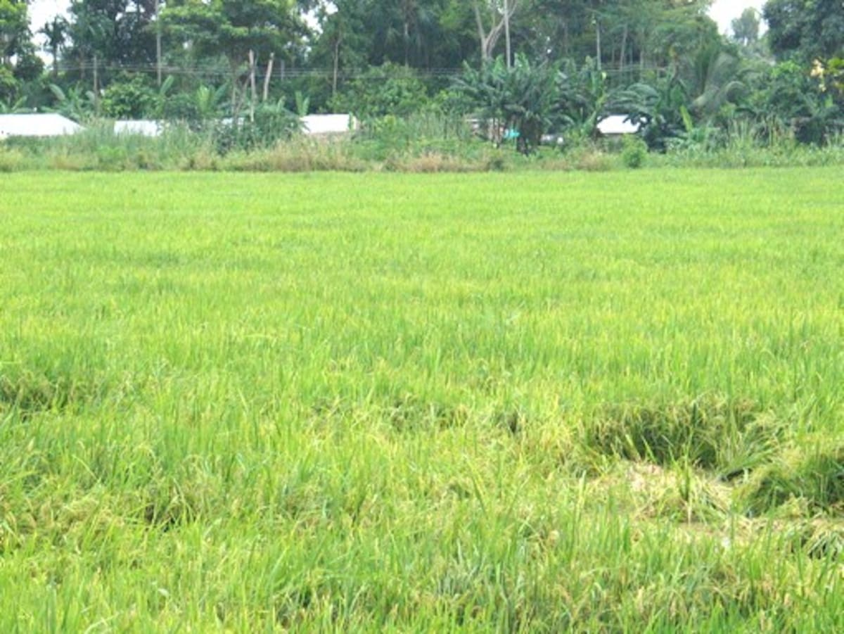 Los cultivos de arroz están bajo la vigilancia del ICA.