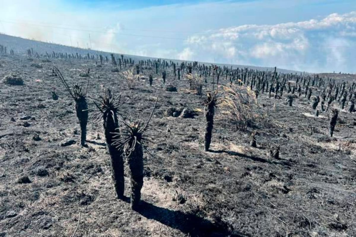 Responsables de incendios pueden pagar con cárcel y millonaria sanción