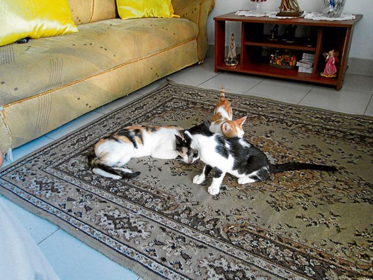 Residentes de Manga reconocen que hay una proliferación grande de gatos en este barrio.