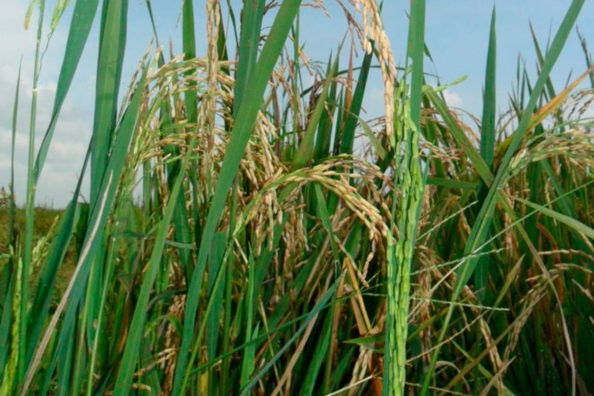 La crisis logística también entra a los campos de arroz