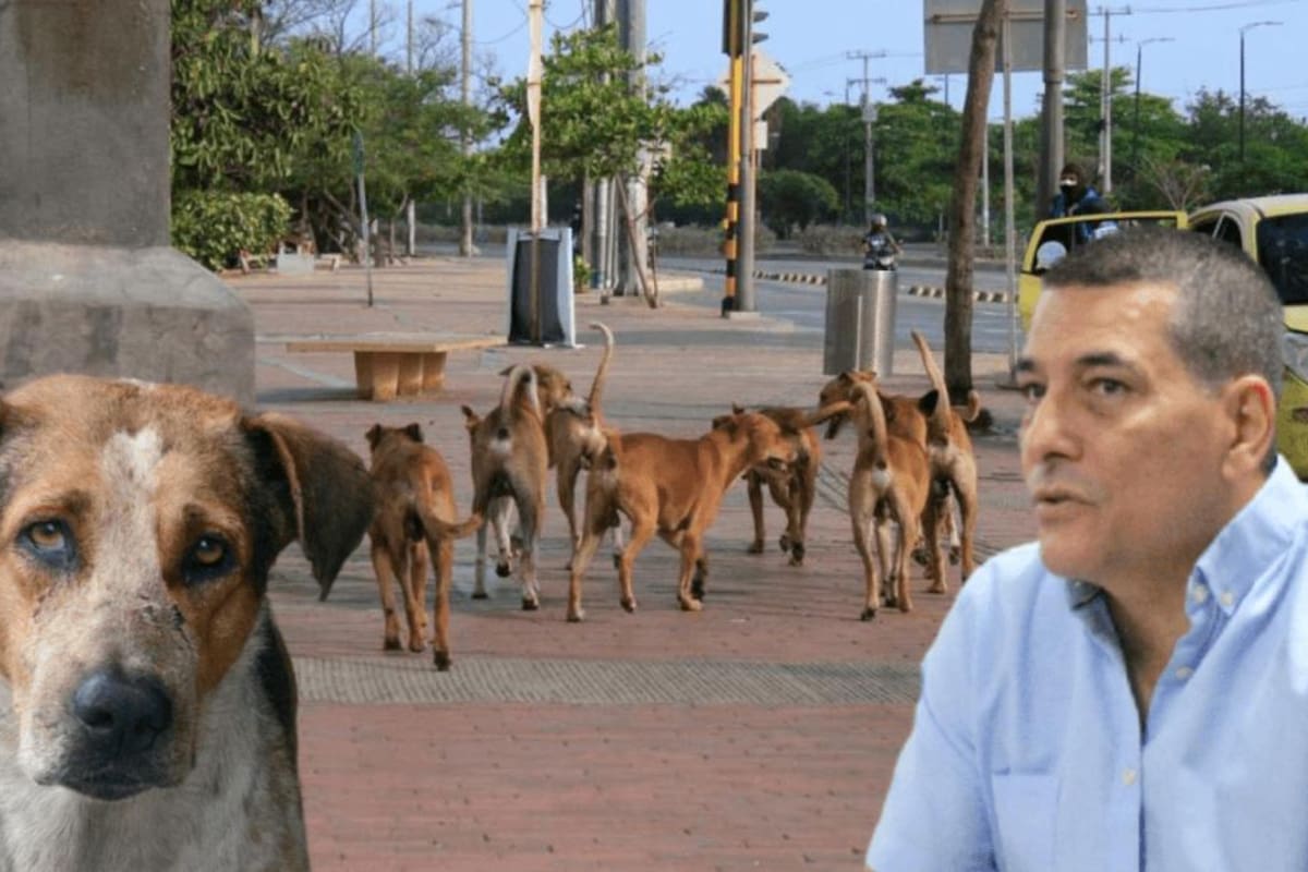 “Esperamos que lo que hizo en Santa Rosa lo repita acá”: animalistas a Dumek