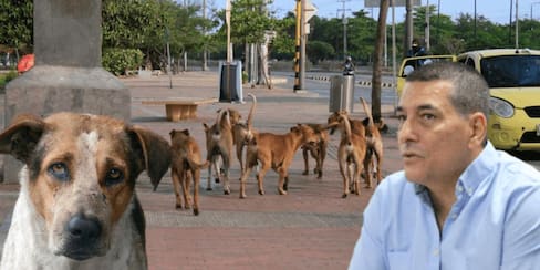 “Esperamos que lo que hizo en Santa Rosa lo repita acá”: animalistas a Dumek
