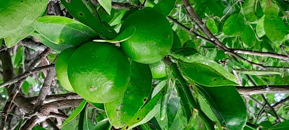 Limón criollo de la finca de Mercedes Morales. //HFA - EL UNIVERSAL