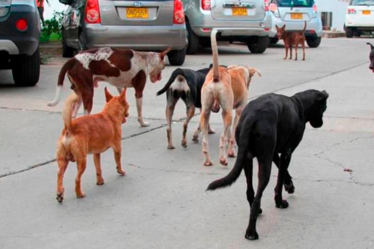 ¡Aproveche! Inician jornadas de esterilización para perros y gatos callejeros