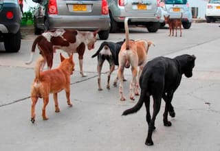 ¡Aproveche! Inician jornadas de esterilización para perros y gatos callejeros
