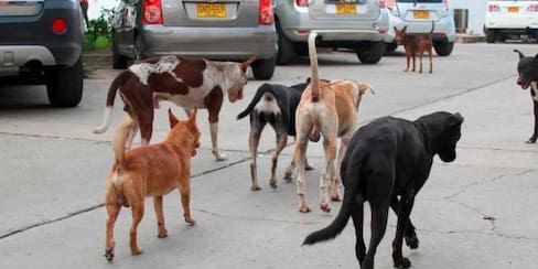 Perros y gatos, una conversación que compete a todos: charlas en el Hay Festival