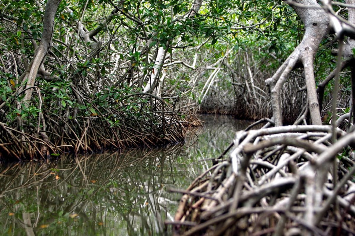 El calor lo da la filtración de luz y al cortarlo hace que se cambie la temperatura. Los manglares recogen más del Dióxido de Carbono (CO2) que muchos bosques tropicales, el carbono lo toman para sus raíces y el oxígeno lo manda a la atmósfera. Es un filtro. Aroldo Mestre.