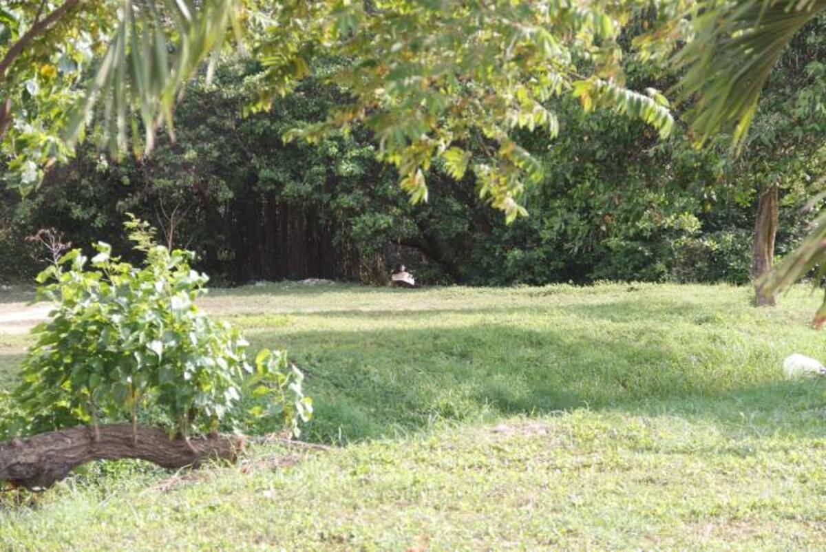 Manglar ÁLVARO CÁRCAMO OYAGA.