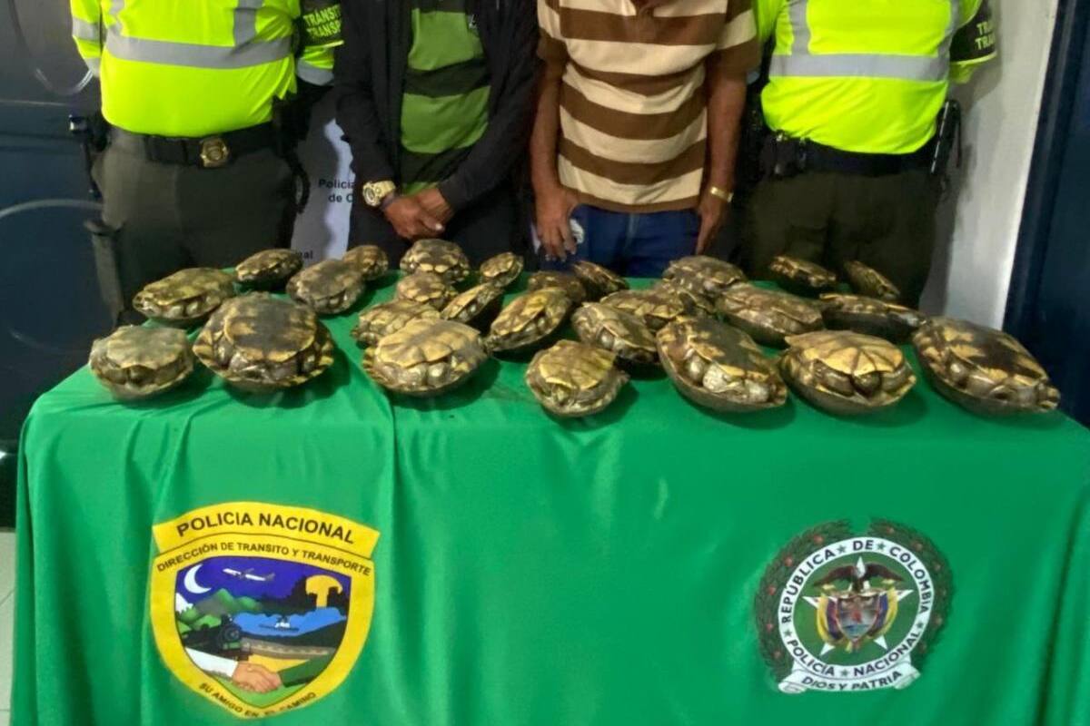 Los capturan con 29 hicoteas en un bus interdepartamental