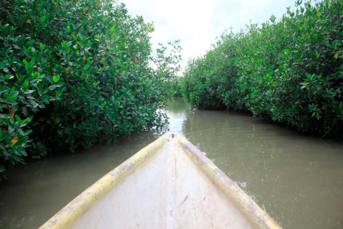 Sancionada ley que protege los ecosistemas de manglar en Colombia