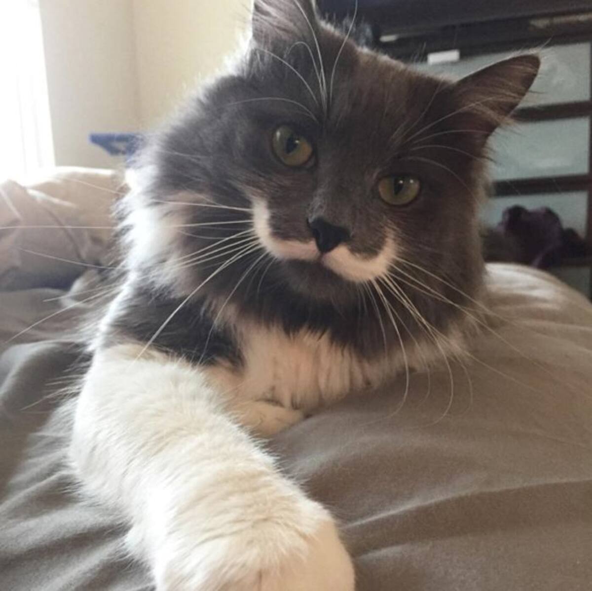 Hamilto, el gato "hipster" más popular en redes. Instagram hamilton_the_hipster_cat