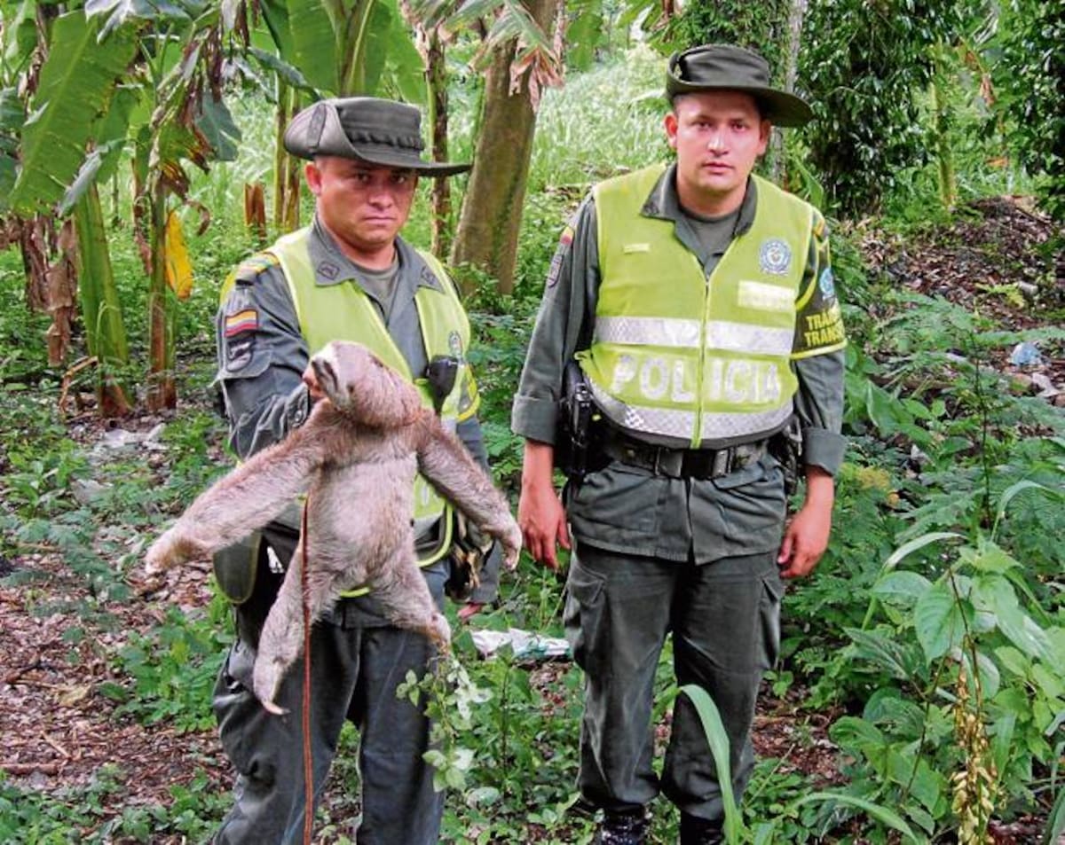El oso perezoso, mamífero en vía de extinción, fue devuelto a su hábitat natural.