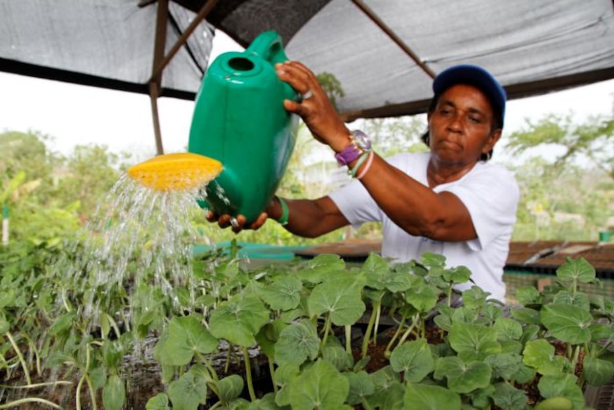 Las plantas del vivero son regadas por las mujeres de Asotigre. LUIS EDUARDO HERRÁN - EL UNIVERSAL