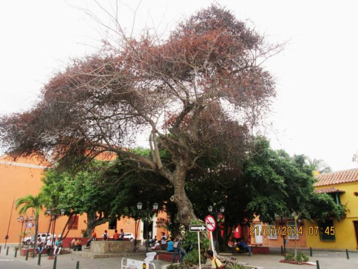 Los colores del enorme árbol se ven opacos al compararlo con otros árboles de la plaza. Cortesía