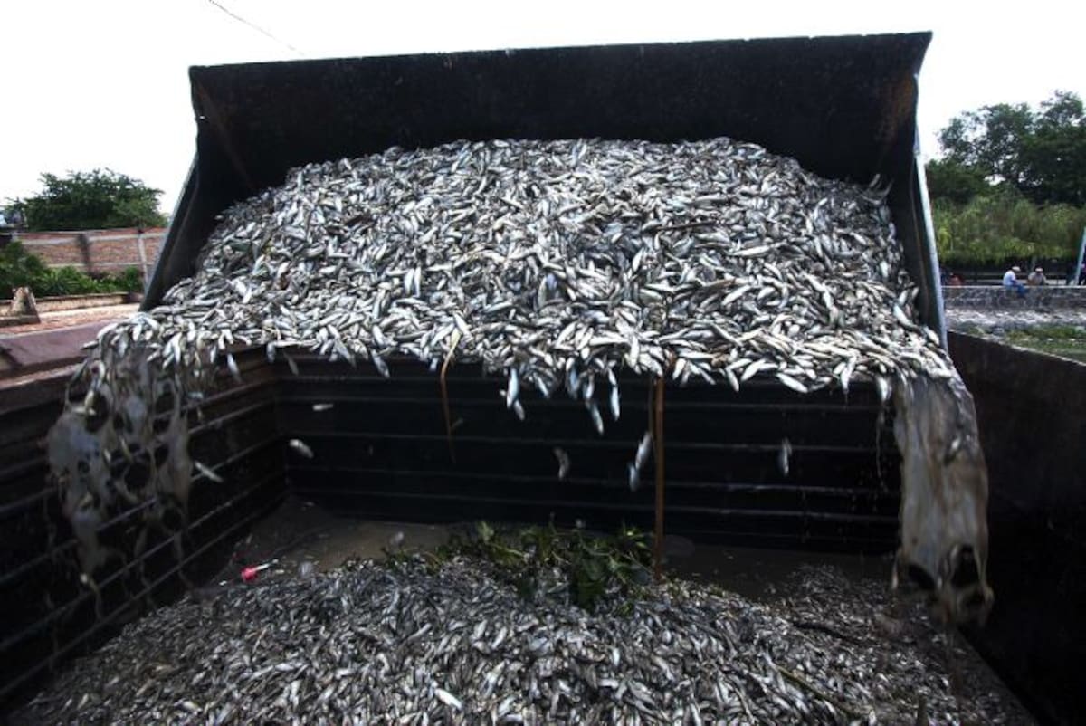 La mortandad de los peces se debe a problemas en las plantas de tratamiento de aguas residuales. AFP HECTOR GUERRERO