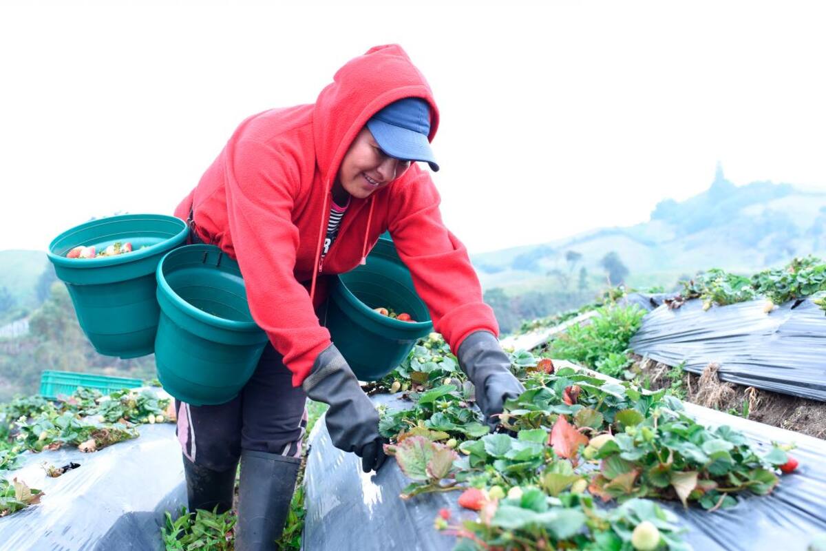 ¡Créditos! Entérese de la nueva línea de crédito para pequeños productores del campo