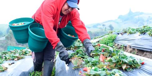 ¡Créditos! Entérese de la nueva línea de crédito para pequeños productores del campo