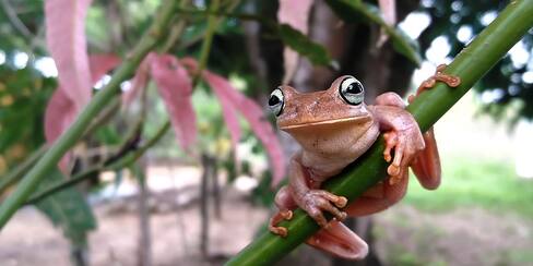 ¿Cómo tomar las mejores fotografías de la naturaleza con un celular?
