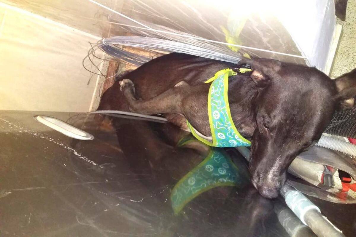 Lamentable: perro entró en pánico por estallidos de pólvora y murió