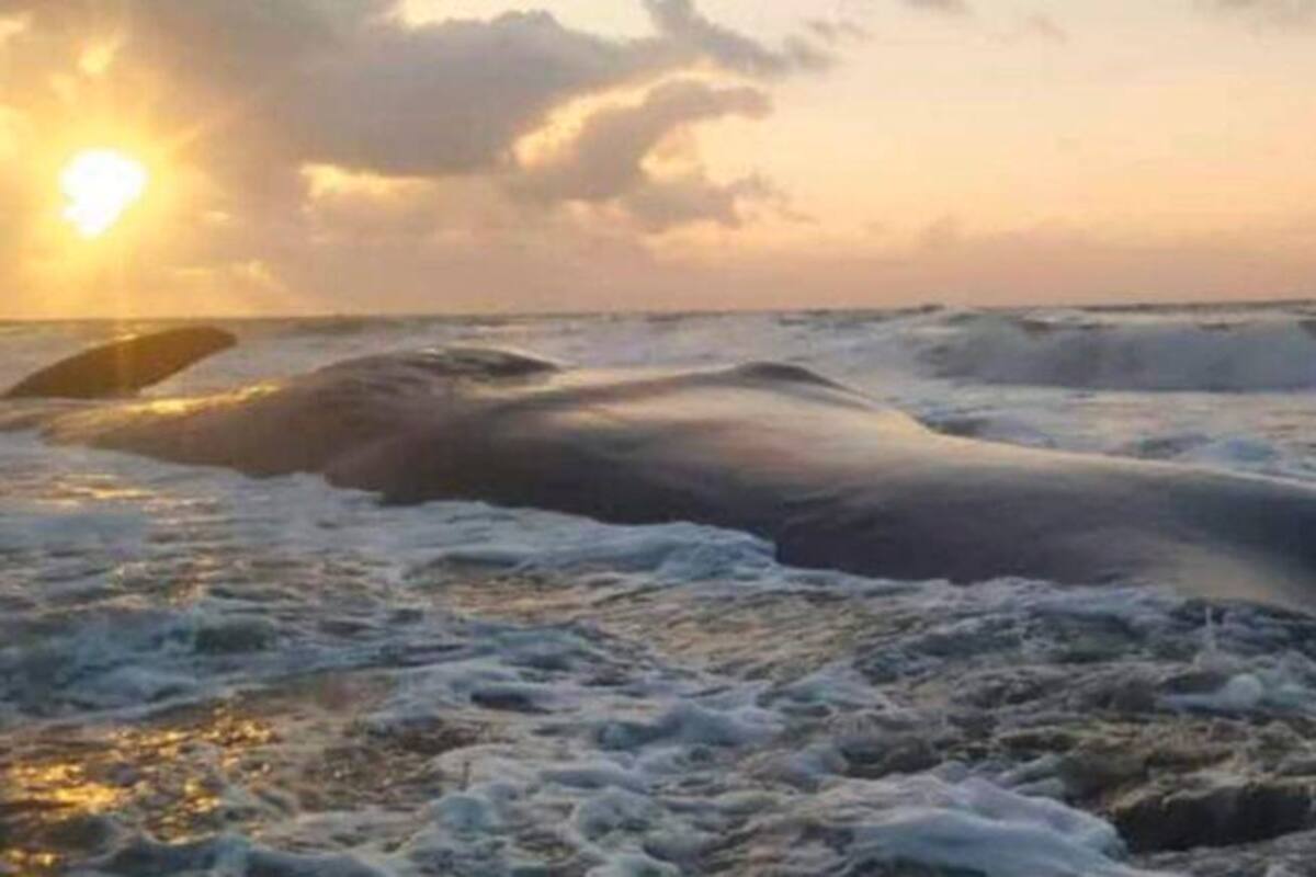 Murió ballena encallada en zona costanera de Córdoba