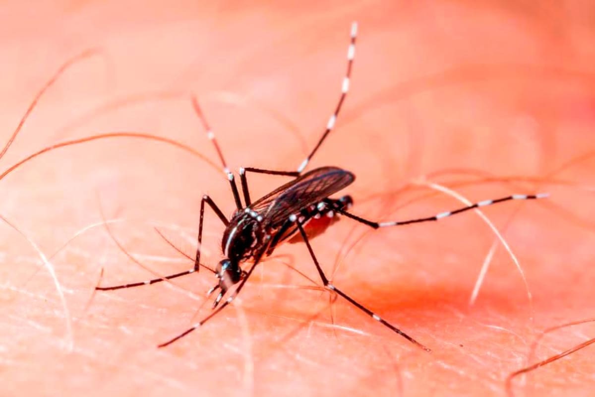 Dengue: mitigue el contagio en esta temporada de vacaciones