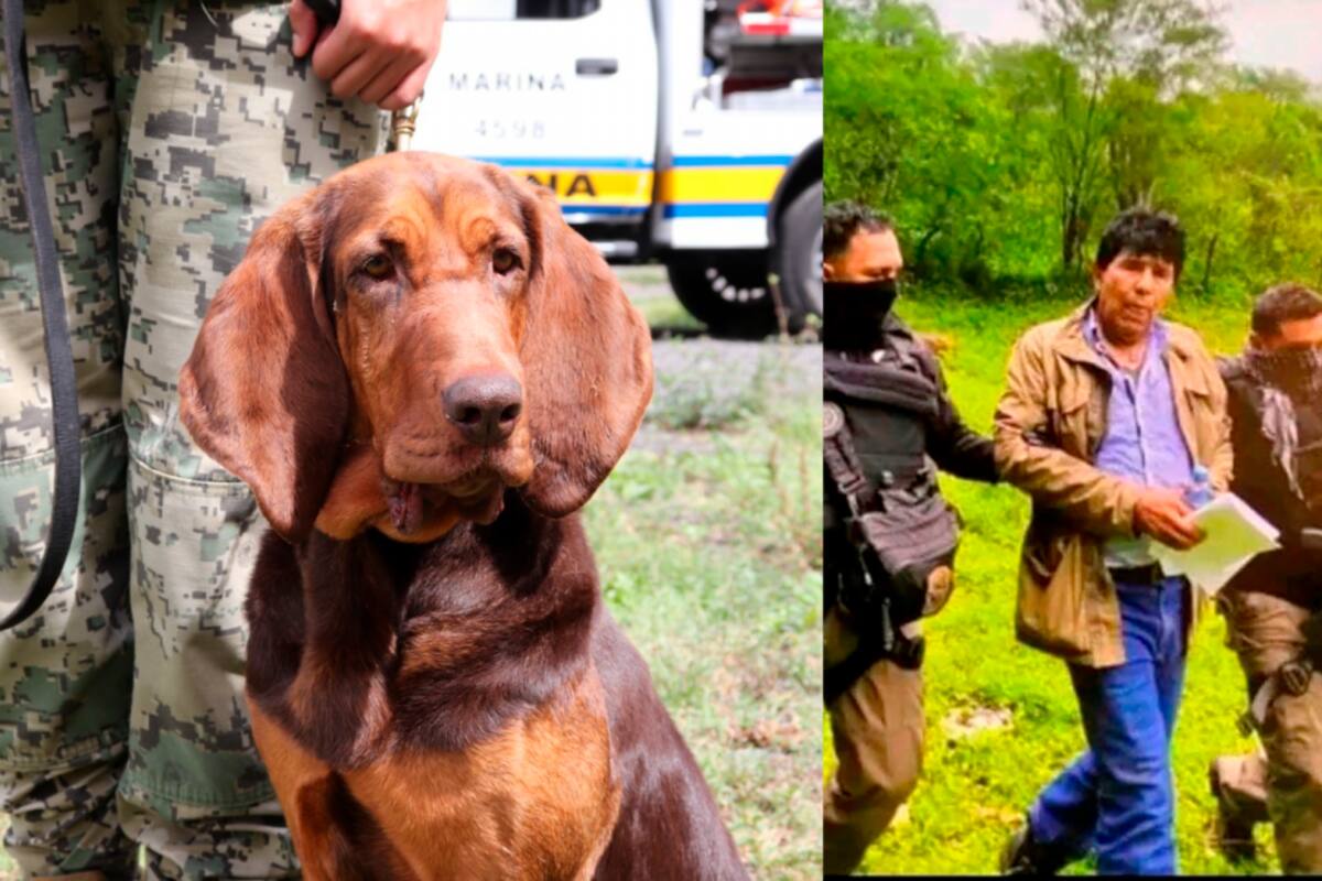 Conozca a la perrita que ayudó a capturar a un capo en México