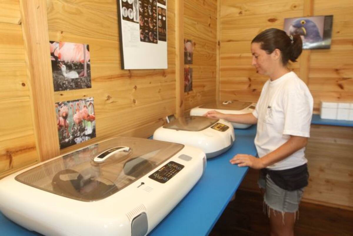 Este aviario cuenta con laboratorio de incubación (Imagen), clínica veterinaria, cocina exclusiva para la preparación del alimento de las aves, y sala de neonatos, entre otros espacios. JULIO CASTAÑO