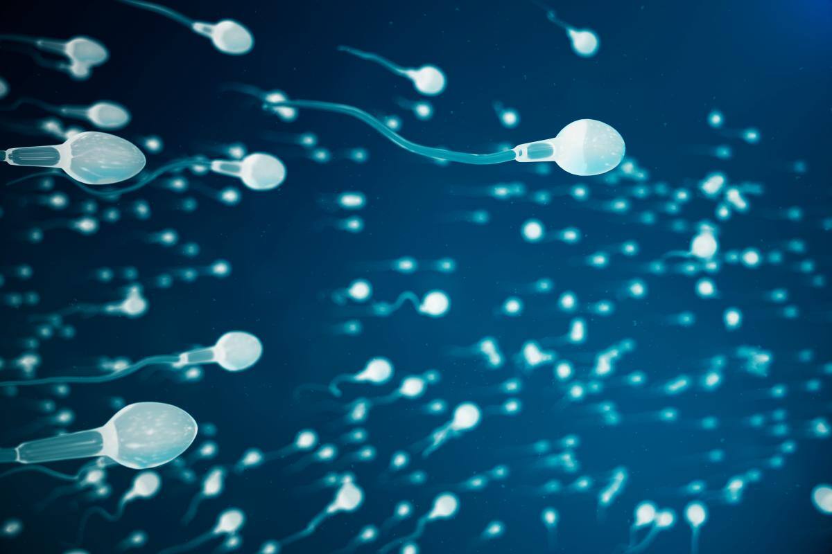 Calidad del semen, clave en la fertilidad