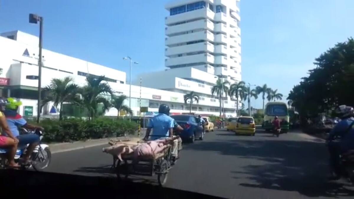 Uno de nuestros lectores en El Universal captó en un video aficionado la forma en que transportaban cerdos amarrados en una carretilla impulsada por una moto en el sector de Ronda Real. Cortesía