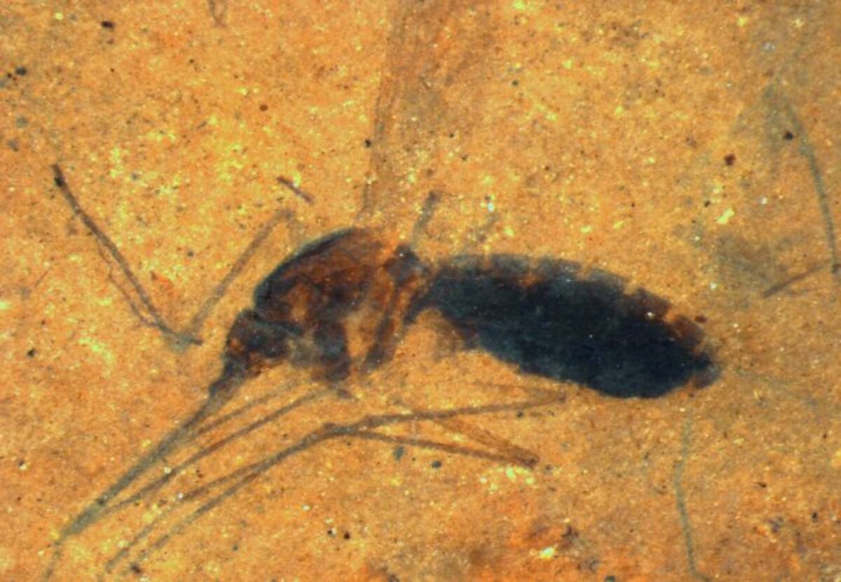 Es el primer fósil de un mosquito todavía lleno de sangre, que se ha encontrado. AFP