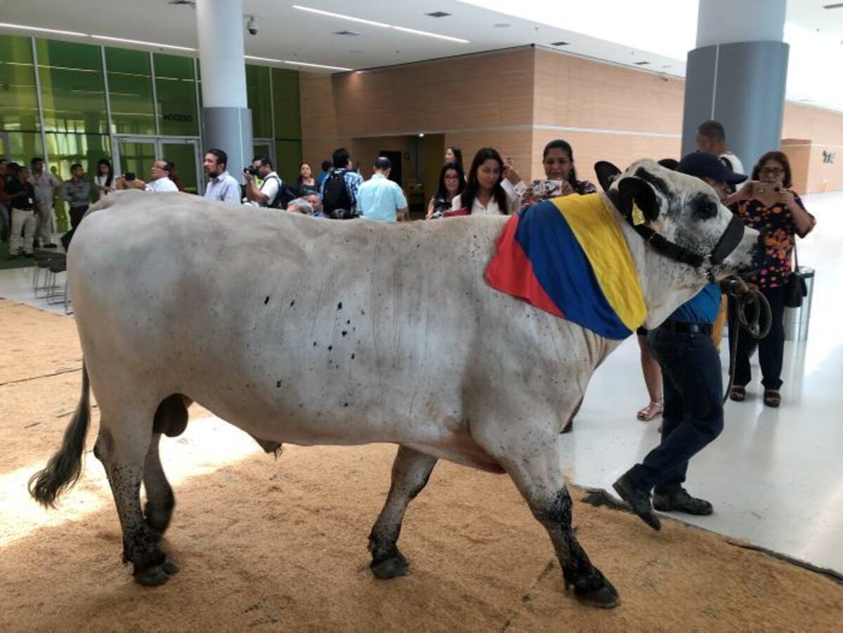Expositores de todo el país y extranjeros se darán cita en la II Feria Agroexpo Caribe, que se estará llevando a cabo entre el 18 y el 21 de octubre Cortesía