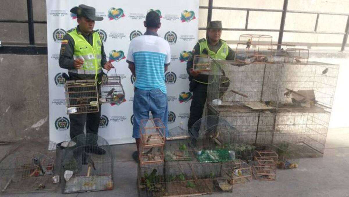 Las aves iban a ser vendidas en la plaza de mercado. //Cortesía.