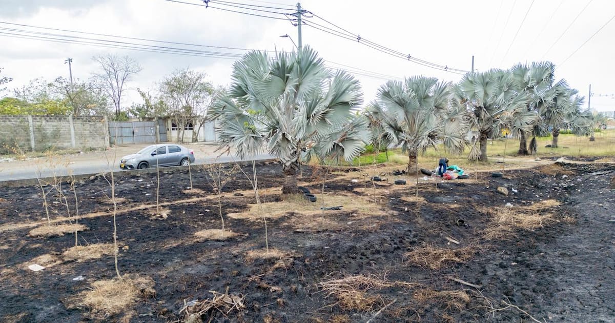 Environmental damage in El Pozón: Mayor's office investigates indiscriminate burning
