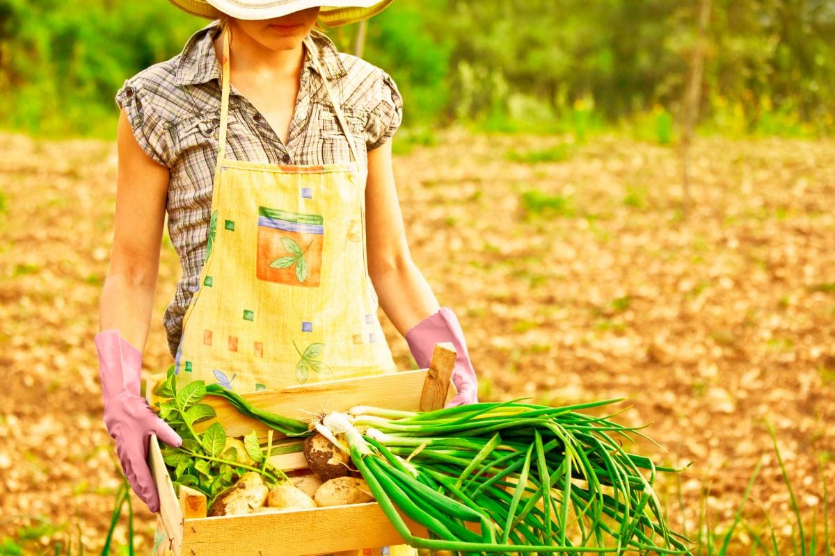 Agricultura orgánica y convencional ¿Cómo impactan en el medioambiente?