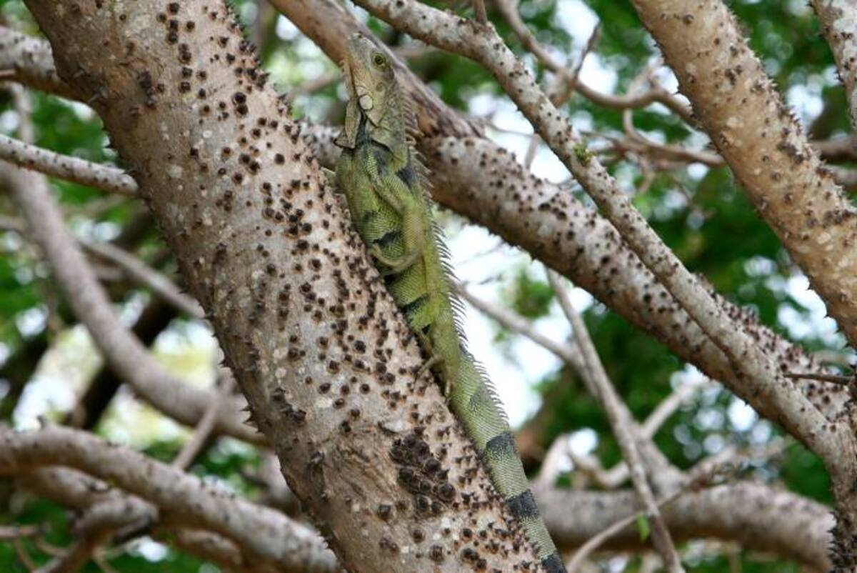 Iguanas Julio Castaño El Universal