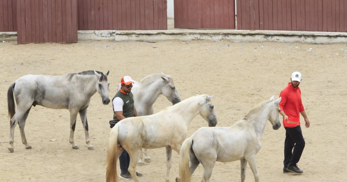Caballos cocheros de Cartagena tienen nuevo hogar: 39 equinos adoptados